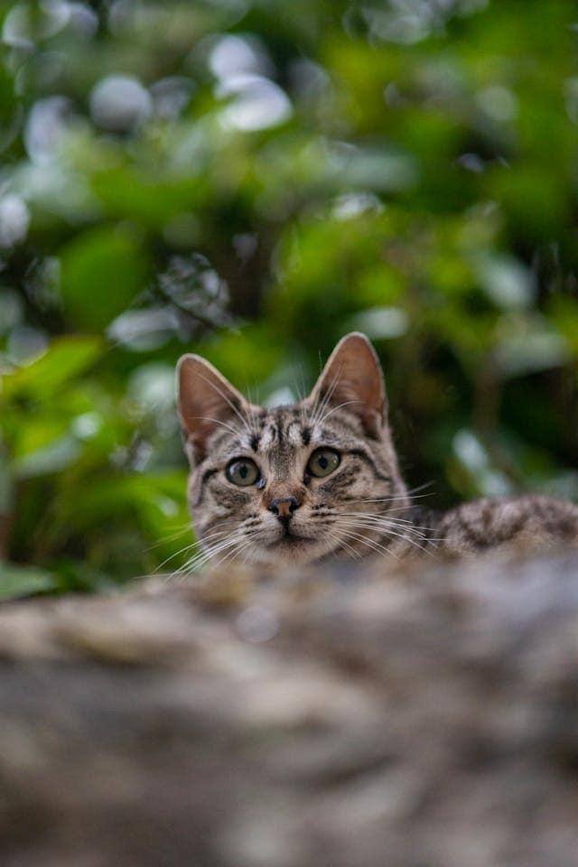 entrenando-gato