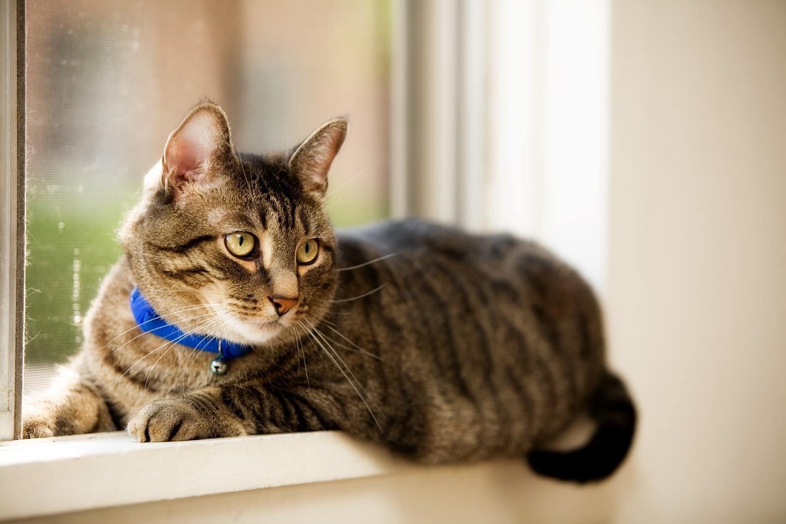 Window Cat Pet tabby cat laying in a residential window. Shallow depth of field with focus on eyes.