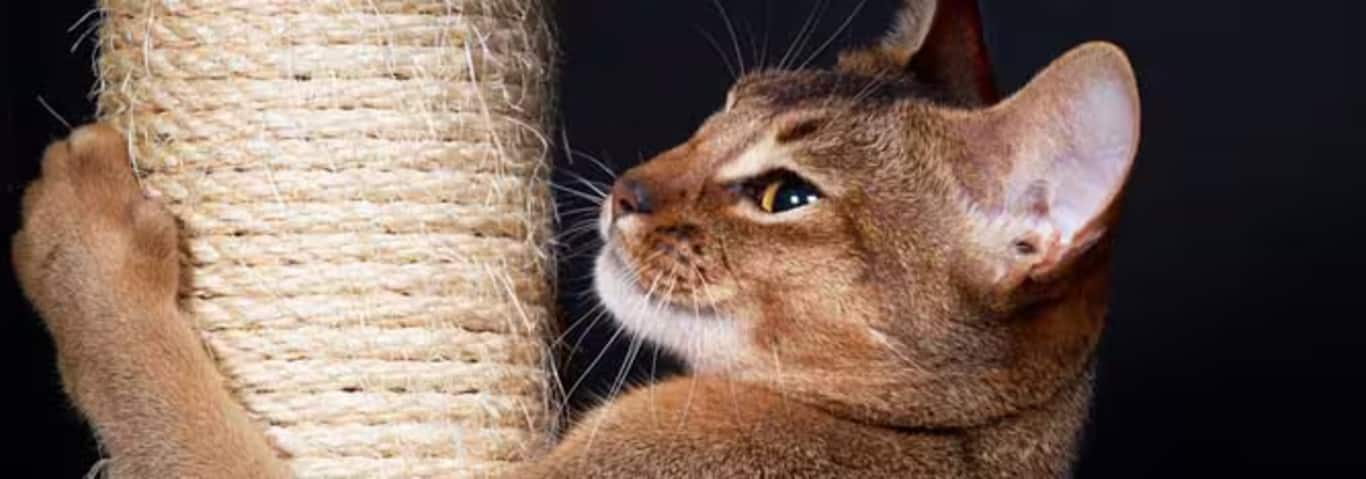 Fotografía de un gato abisinio