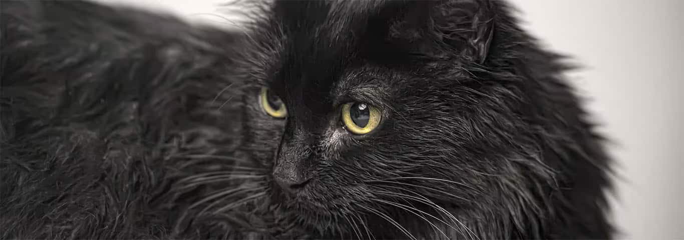 Fotografía de un gato de Tiffany