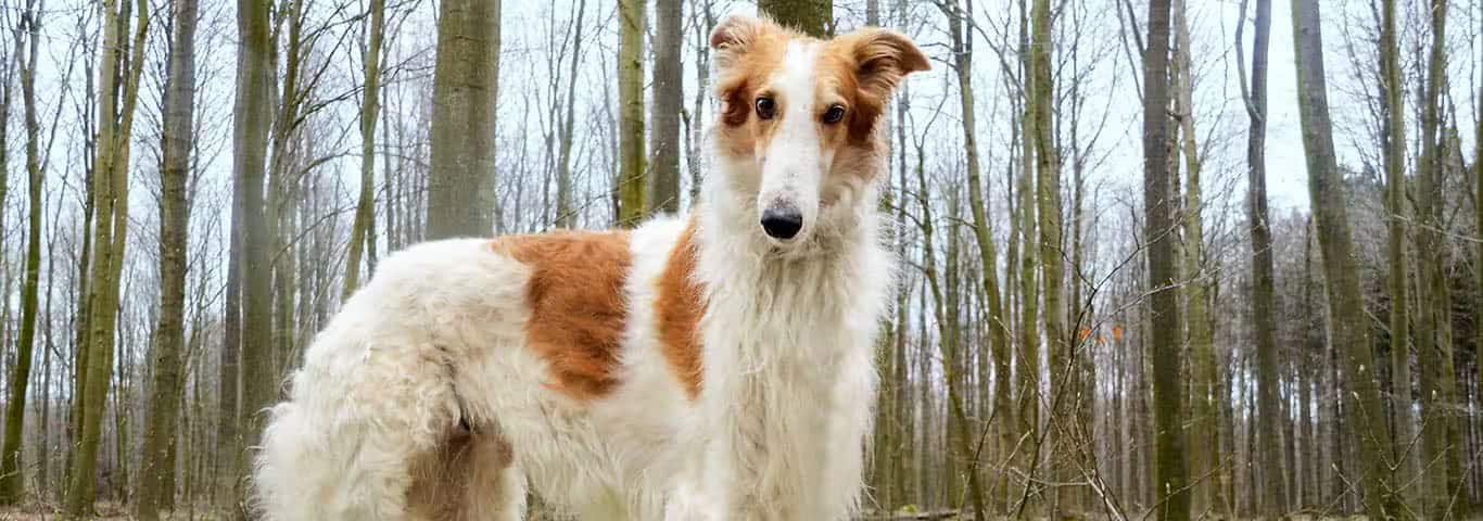 Fotografía de un perro Borzoi
