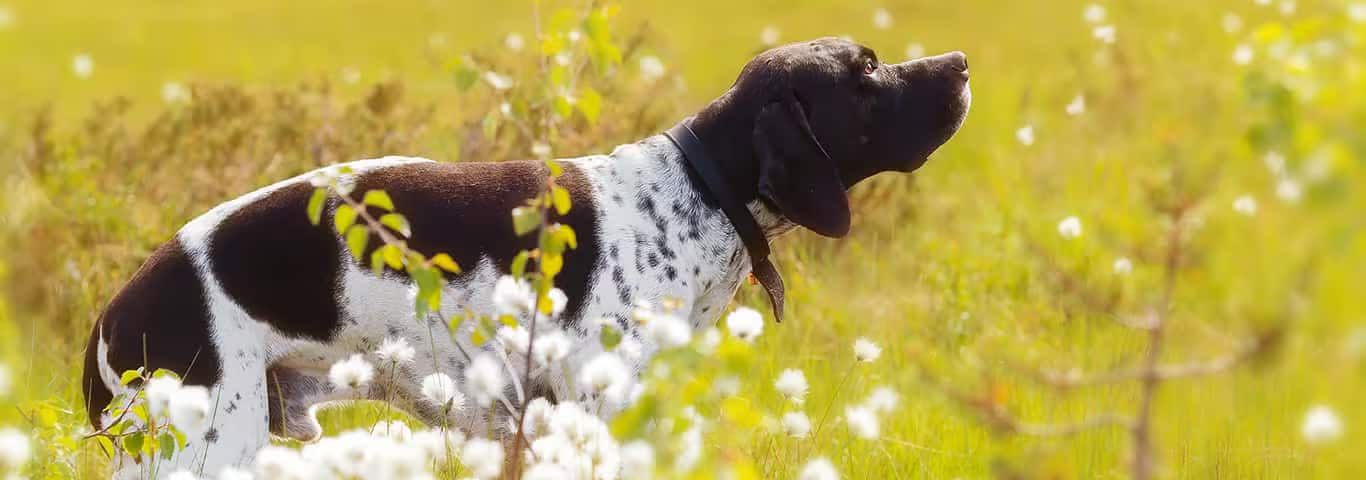 Fotografía de un perro pointer inglés