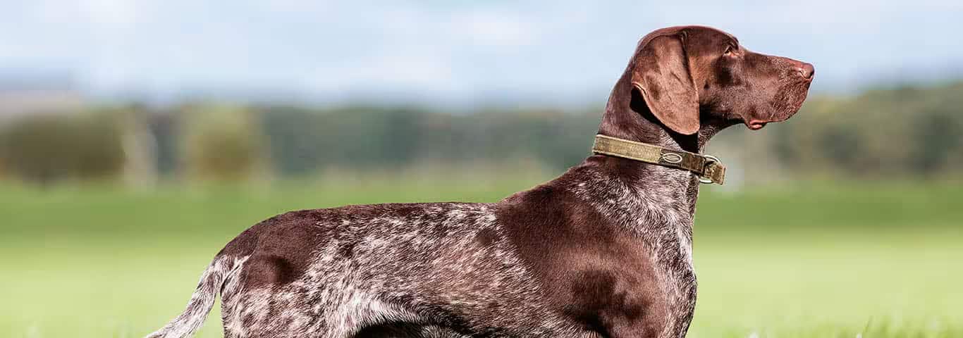 Fotografía de un perro Braco Alemán de Pelo Corto