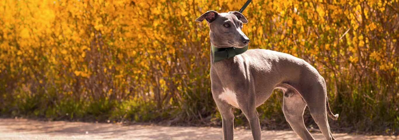 Fotografía de un perro galgo italiano