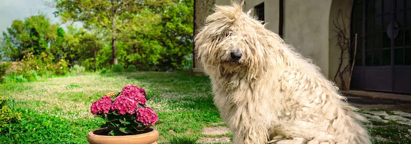 Fotografía de un perro Komondor