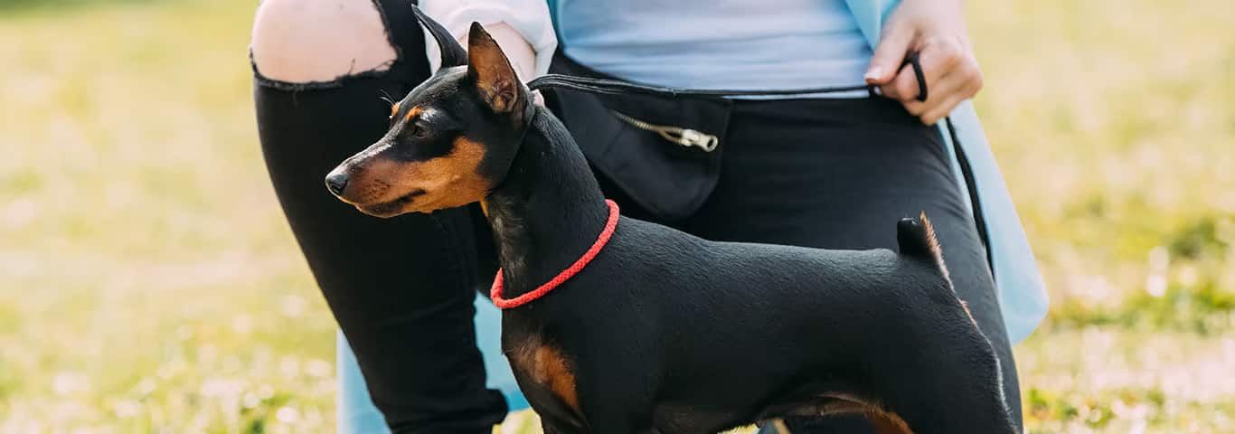 Fotografía de un perro Pinscher miniatura