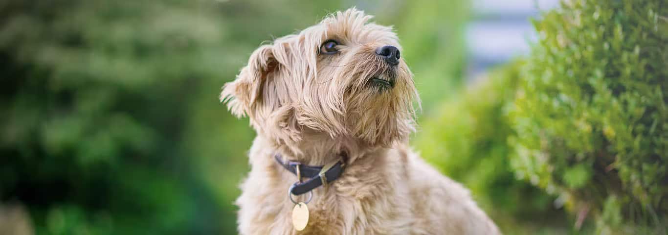 Fotografía de un perro Norfolk Terrier