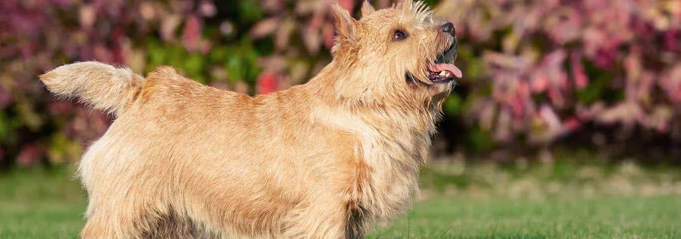Fotografía de un perro Norwich Terrier