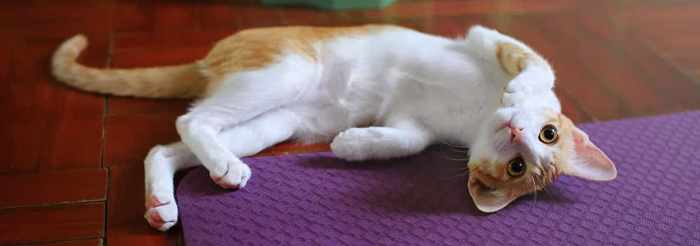 Fotografía de un gato Colorpoint de pelo corto