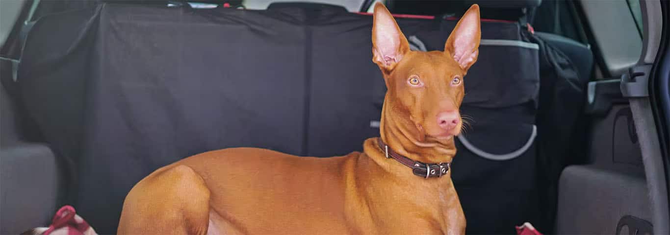 Fotografía de un perro Pharaoh Hound