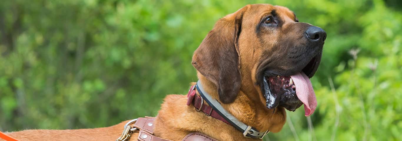 Fotografía de un perro Bloodhound