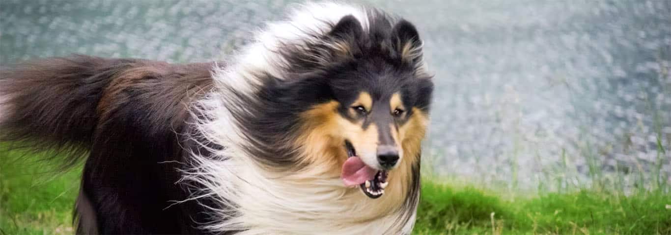 Foto de un perro Collie o Scottish Collie
