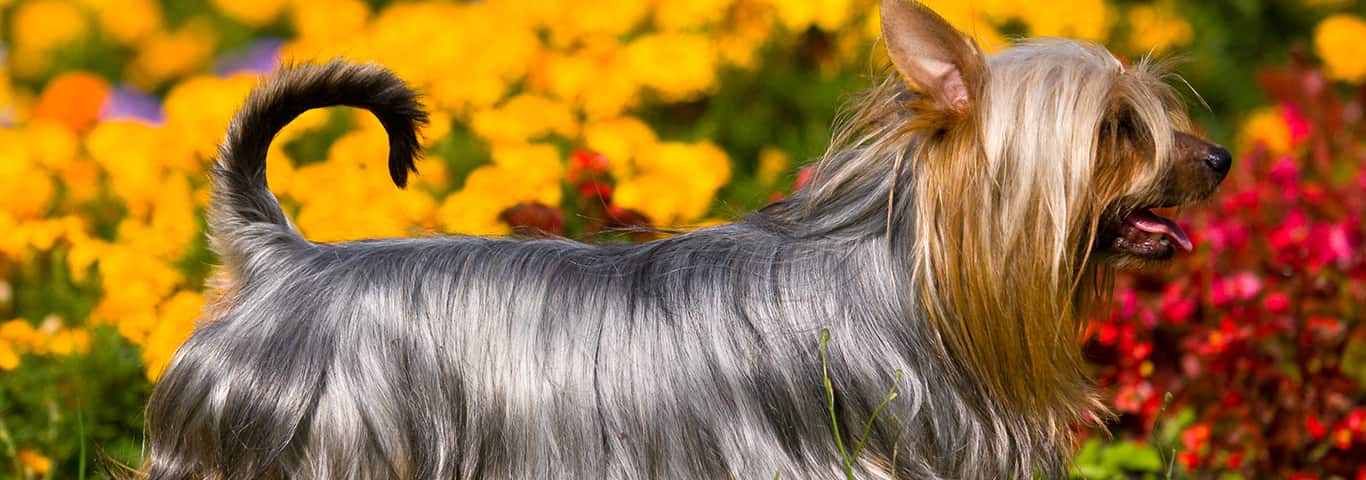 Fotografía de un perro Silky Terrier