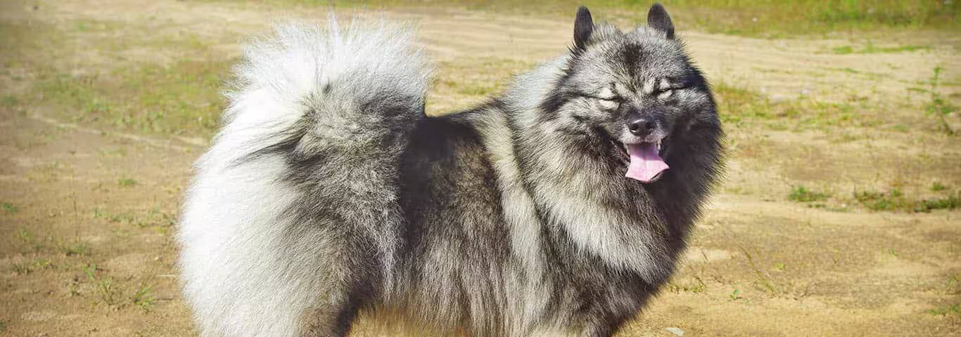 Fotografía de un perro Keeshond