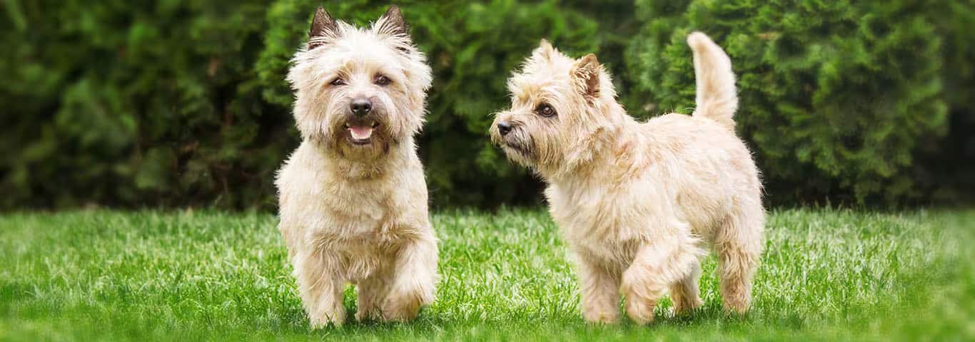 Fotografía de un perro Cairn Terrier