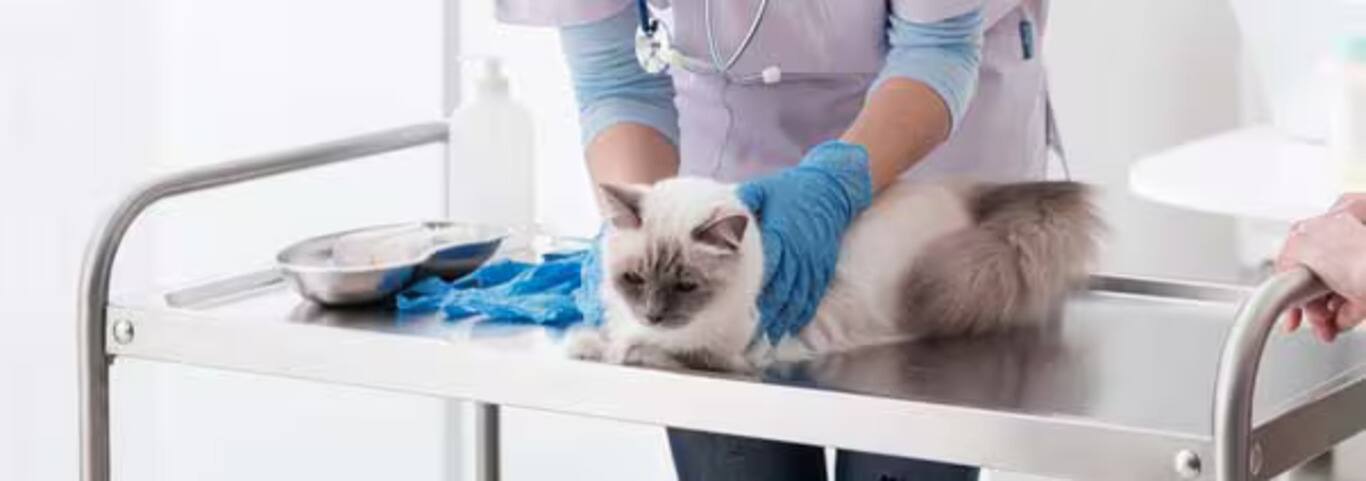 Fotografía de un gato Ragdoll