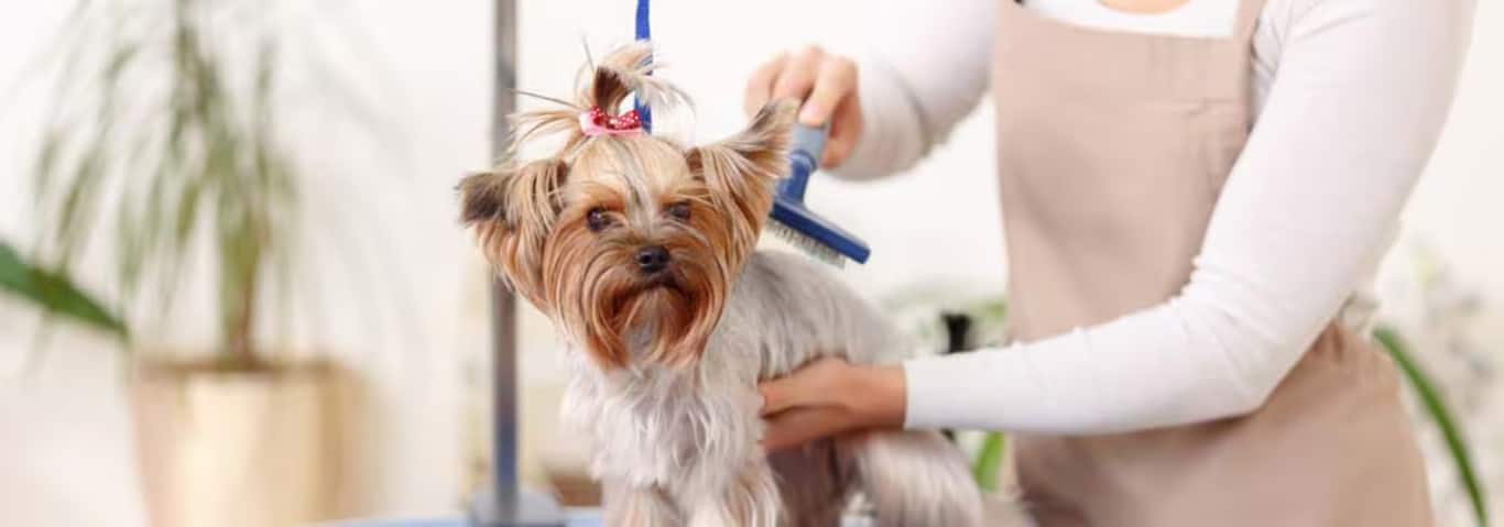 Fotografía de un perro Yorkshire Terrier