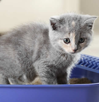 Un gatito gris