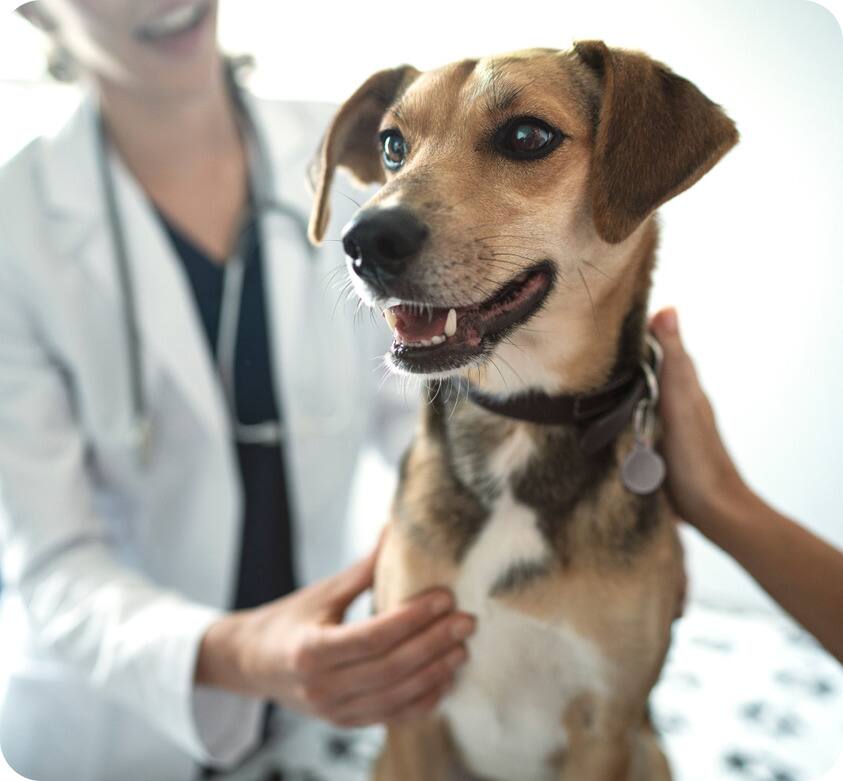 Perro siendo examinado por una veterinaria