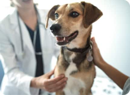 Perro siendo examinado por una veterinaria