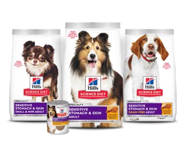 Alimentos saludables para perros