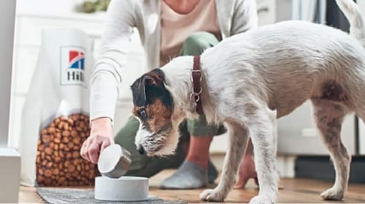 Un perro comiendo pienso Hill's Pet